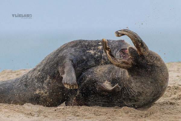 Zeehonden in gevecht het zand vliegt rond, jan 25 (2)