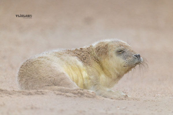 Zeehond pas geboren in stuifzand, dec 24