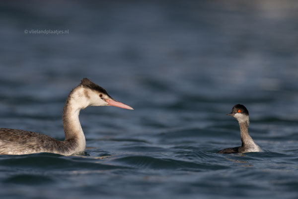 Gewone en Geoorde Fuut, jachthaven jan 24