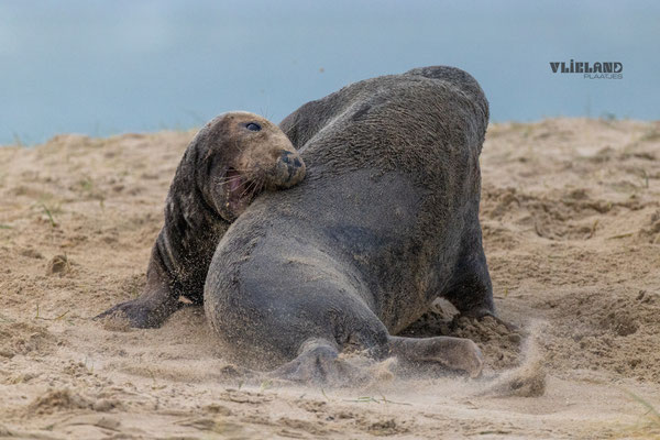 Zeehonden in gevecht, dec 24 (3)