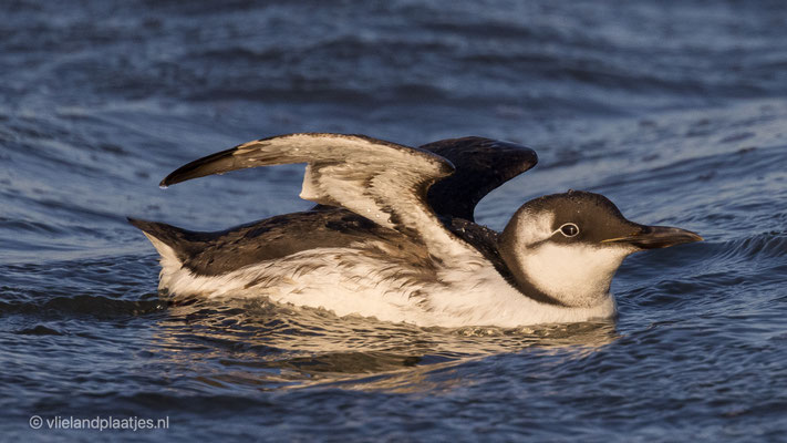 Zeekoet (V), Vlieland okt 2021