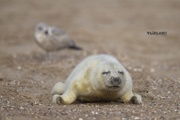 Meeuw wil navelstreng pup, dec 2024 (2)