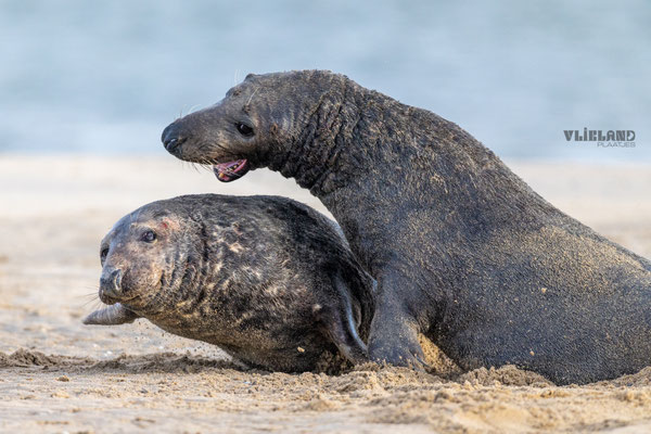 Twee zeehonden in gevecht, 2-1-25