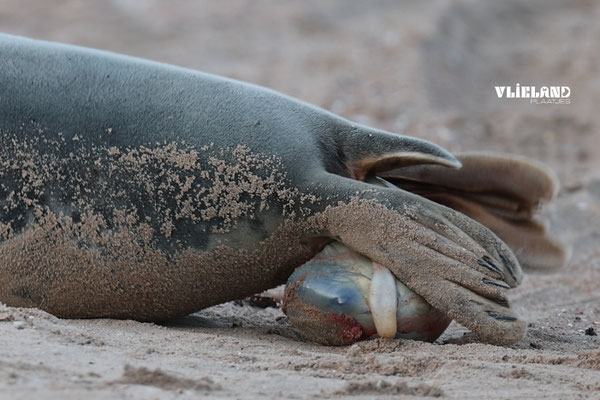 de Geboorte van een zeehond, dec 2024