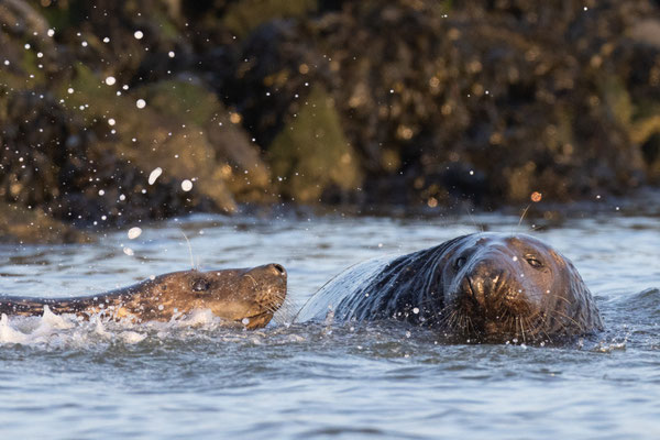 Grijze zeehond in de namiddagszon, dec 22 (I)