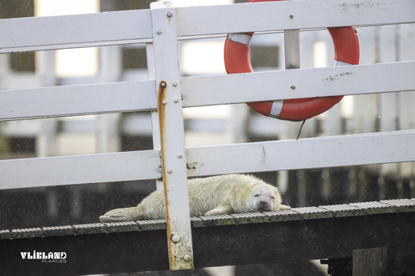 Zeehond pup op steiger, dec 24 (5)