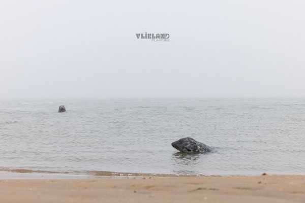 Zeehonden met kop boven water, dec 24