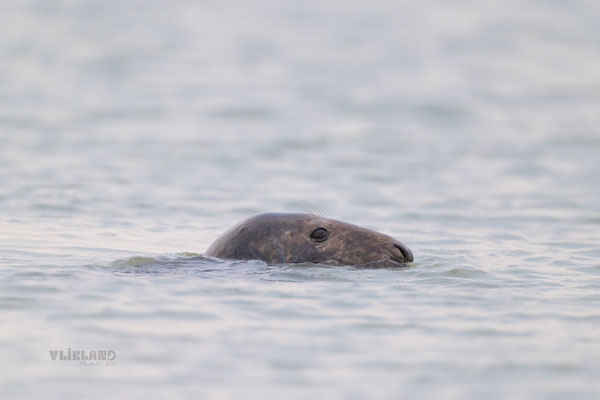 Grote kop Grijze Zeehond (m) half boven water, jan 25