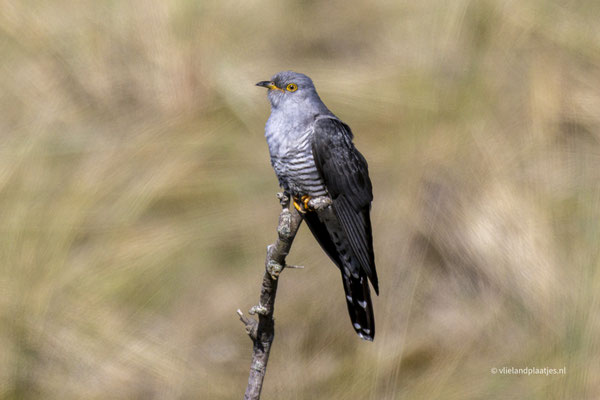 Koekoek, achter Lange Paal mei 2024