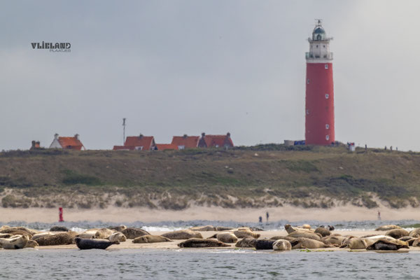 Zeehonden tussen Vlieland en Texel, juni 2025