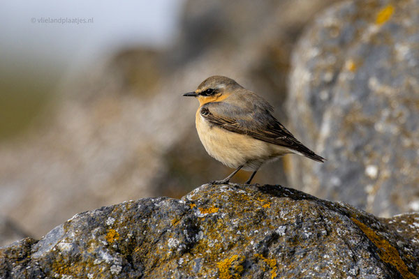 Tapuit in schutkleur op Basalt ( april 24)