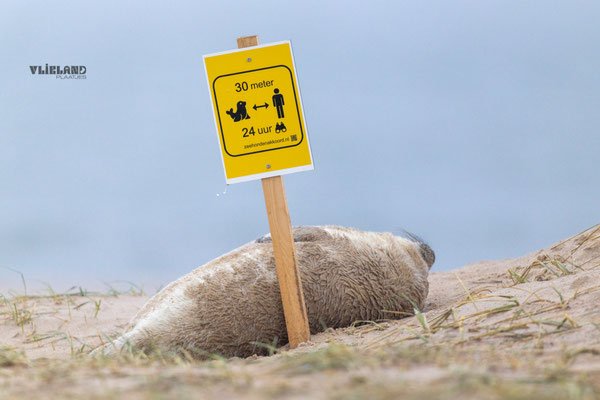 Zeehond met 30 meter bordje, dec 24