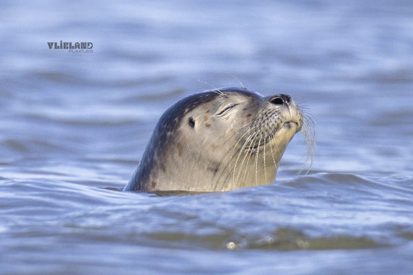 Solo in zee knijpt ogen dicht, okt 24 (9)