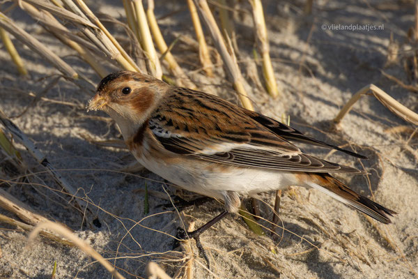 Close up Sneeuwgors Vlieland, feb 2024