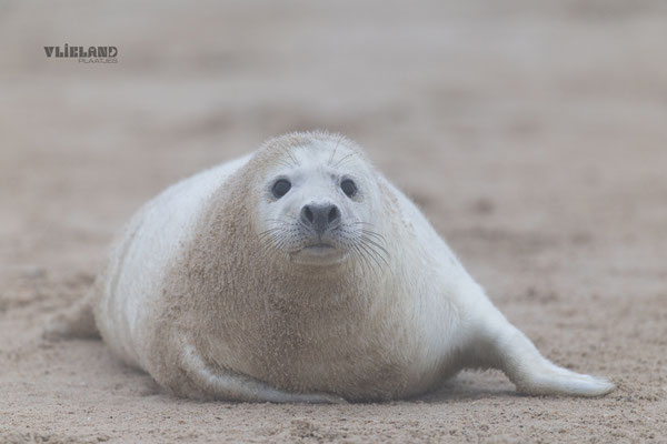 Volvette pup, dec 24