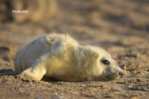 Zeehond pup de eerste zon, dec 24 (2)