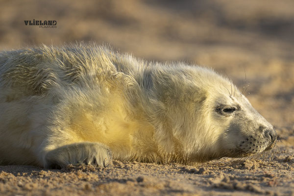 Zeehond pup de eerste zon, dec 24 (1)