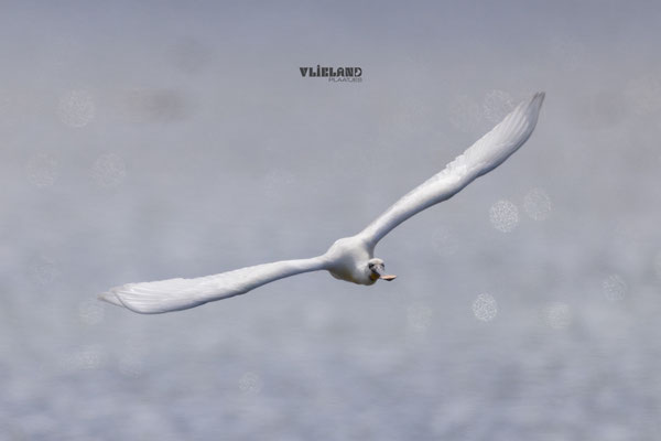 Lepelaar recht op me af, juni 2025 (1)