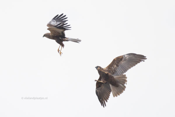 Baltsvlucht van de Bruine Kiekendief '24