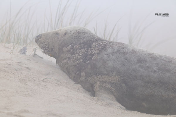Zeehond (v) close up in de mist op strand-3, December 2025