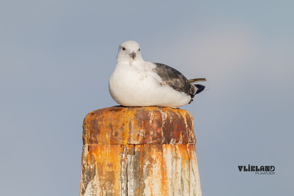 Meeuw zittend op meerpaal, juli 2025