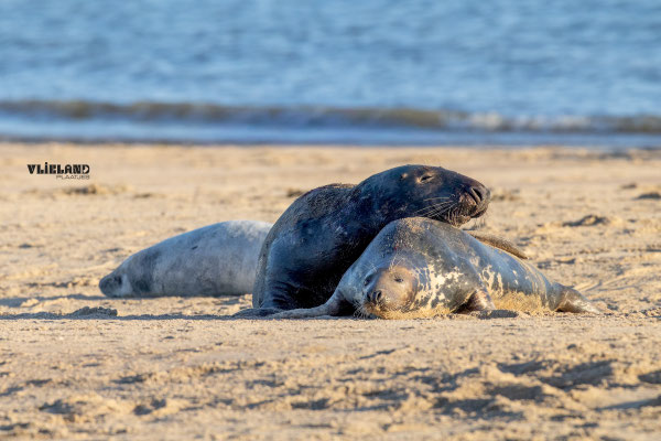 Zeehond mannetje rust uit op vrouwtje met pup erbij-december 2025