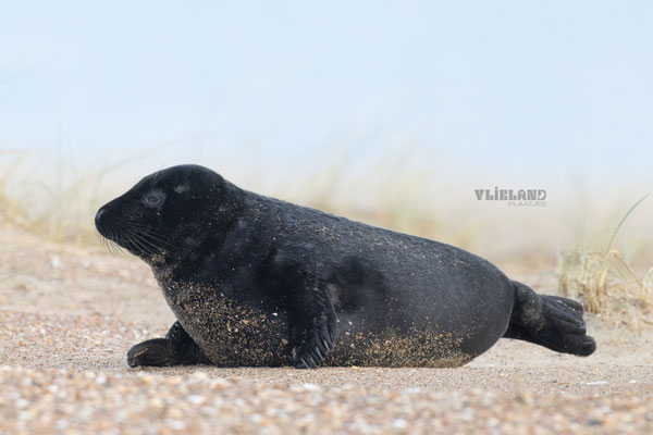 Melanistische zeehond, 12 januari (2)