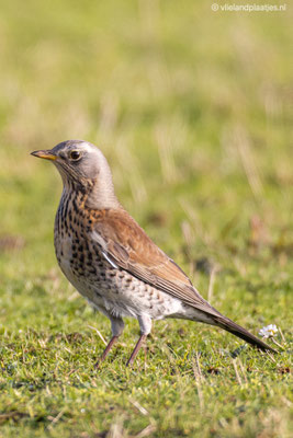 Kramsvogel, Westerse Veld Vlieland 10.01.2021