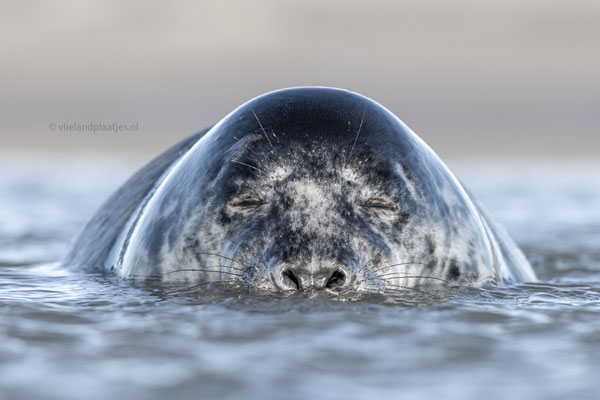 Zen Zeehond, 11 januari 2024