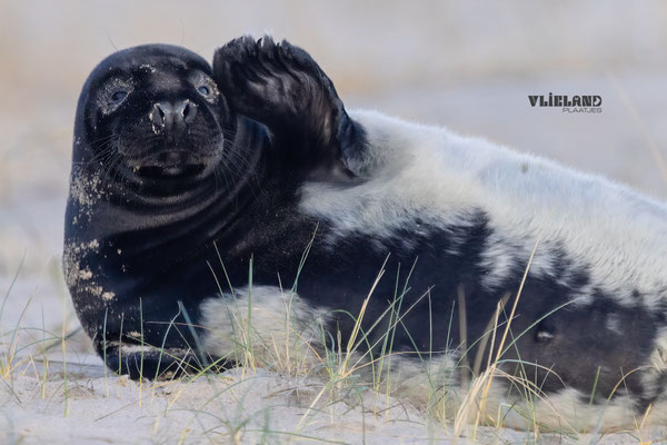Zeehond met Melanisme zwaait close up, jan 25