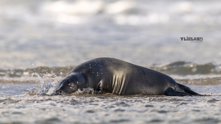 Zeehond met Melanisme in de branding, jan 25