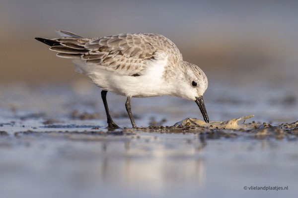Drieteenstrandloper, Vlieland okt 22 (5+)
