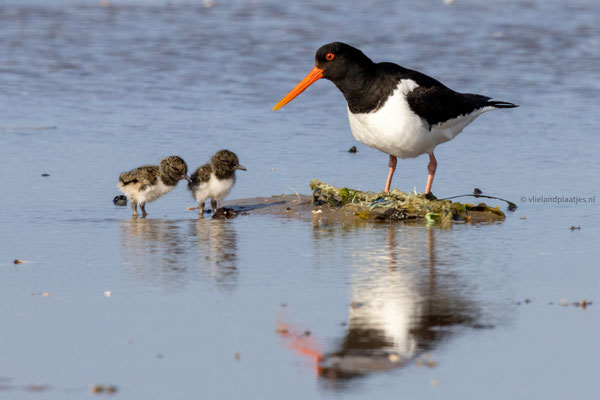 Scholeksters met Pullen en waterreflectie (8) 23