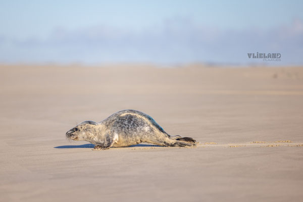 Grijs Zeehondje richting zee, feb 2024