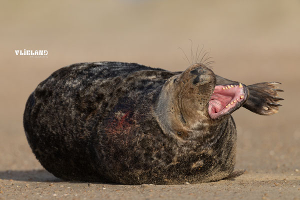Grijze Zeehond gaapt bekt open, dec 2024