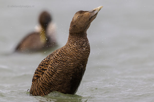 Eidereend (v) richt zich op uit het water ( feb 24)