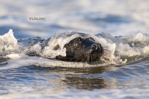 Zeehond met Melanisme met kop uit de golven, jan 25