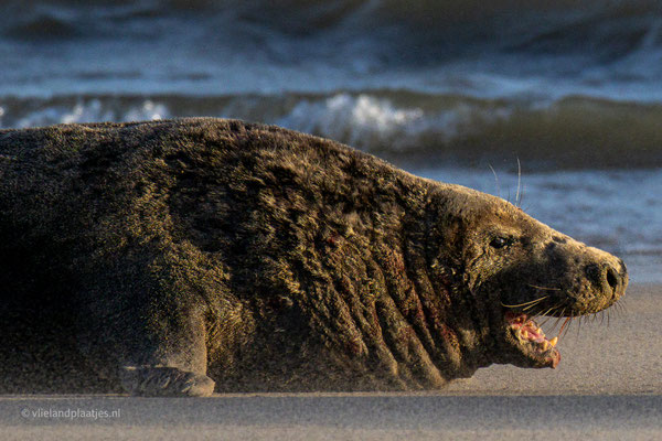 Grijze Zeehond geen Schoothond, december 2023