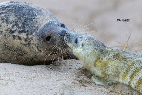 Zeehond, eerste dag en snuffel kennismaking, dec 24