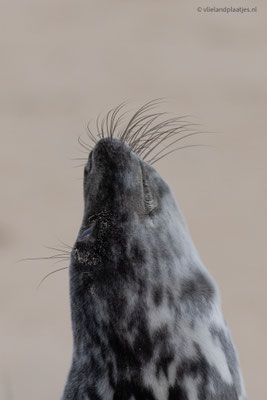 Grijze zeehond, blik omhoog dec 2022