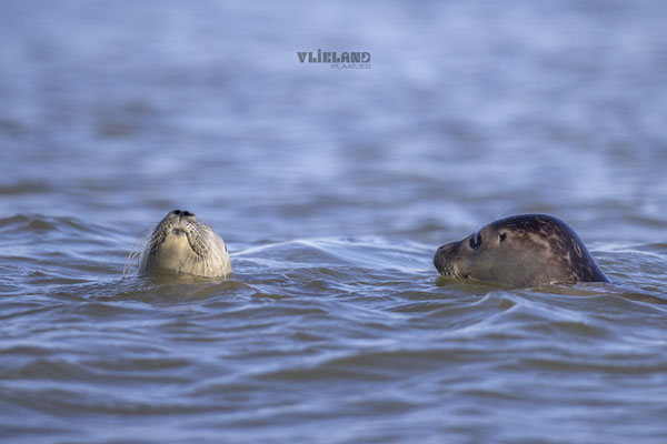 Samen in zee, okt 24 (5)