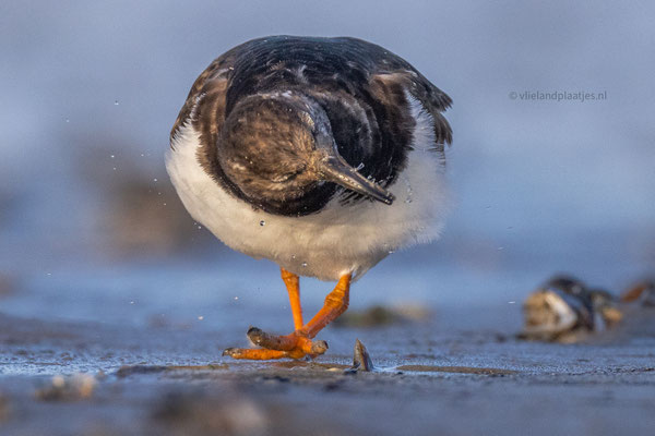 Steenloper in de avondzon, maart 24 (7)