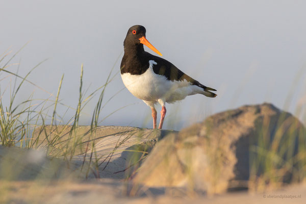 Scholekster in het avondlicht (7) '23