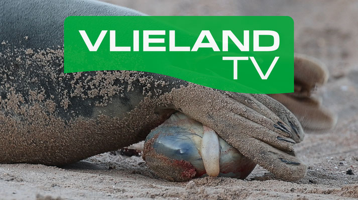 Unieke beelden van de geboorte van de Grijze zeehond te zien op mijn YouTubekanaal Vlieland TV