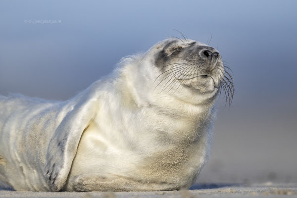 Zonaanbidder. voorheen Jonge Grijze Zeehond (dec 23)