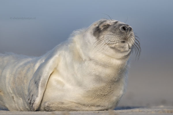 Pup Grijze Zeehond Vliehors december 2023