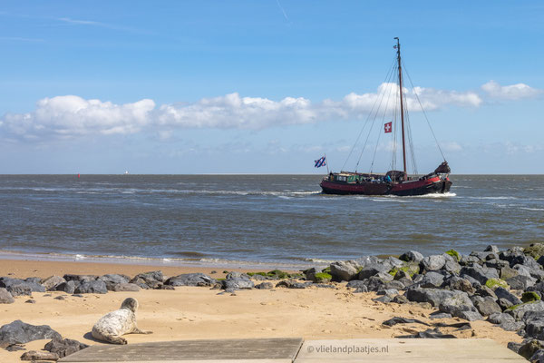 Zeehond verwelkomt Tjalk, april 2024