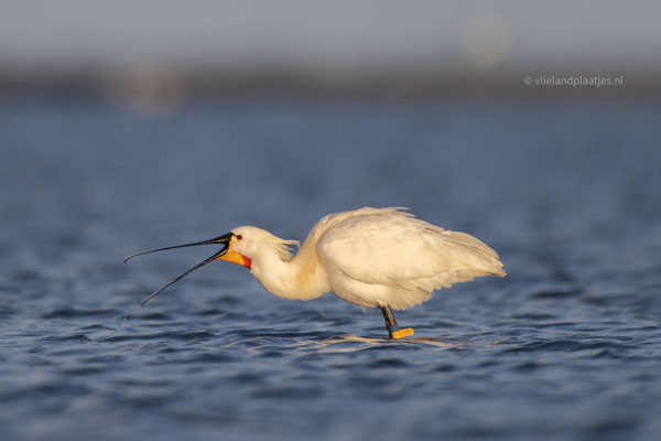 Lepelaar in de avondzon, april 24