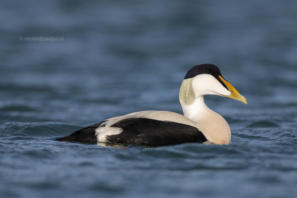 Eidereend Jachthaven jan 24 (2)