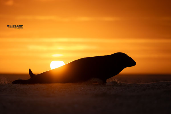 Zeehond met Zonsopkomst 13 december 2025